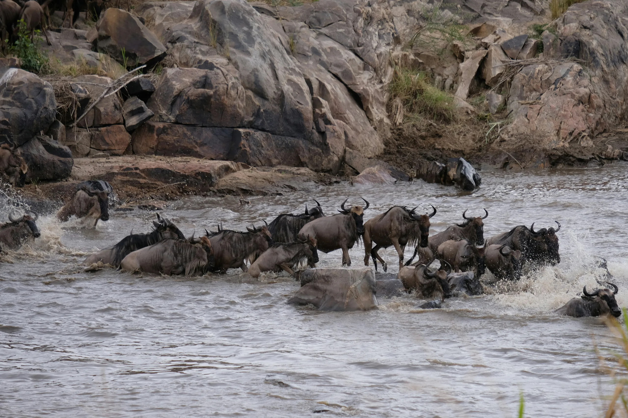 Wildebeest crossing a river in northern Serengeti